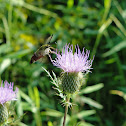 Hummingbird Clearwing