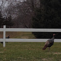 Wild Turkey