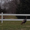 Wild Turkey