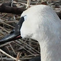 Trumpeter Swan
