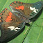 Euthalia