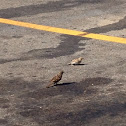 Sparrow m. & f.