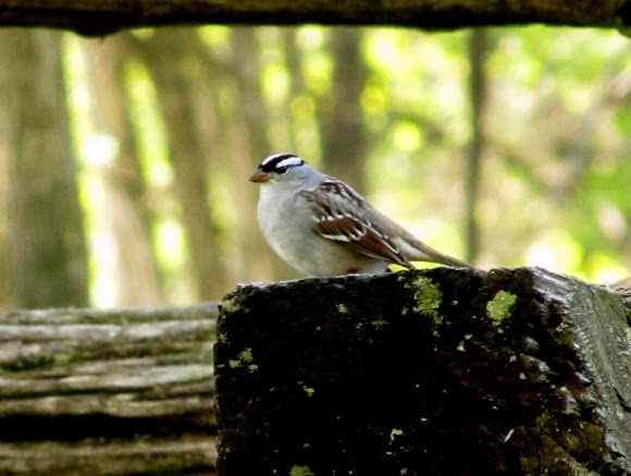 Spotting Image 1