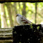 White-crowned Sparrow