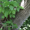 Box elder
