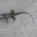 Anole