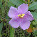 Brazilian Glory Bush