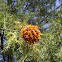 Cedar-apple rust