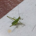 Scudder's Bush Katydid