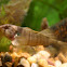 Yoke Darter