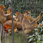 Golden Snub-nosed Monkey