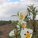 Flor de Esteva