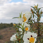 Flor de Esteva
