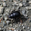 Beetle