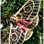moth