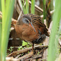 Virginia Rail