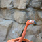 American Flamingo