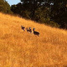 Whitetail
