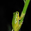 Mediterranean tree frog