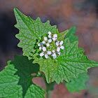 Garlic Mustard Flower