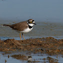 Chorlitejo chico (Little Ringed Plover)