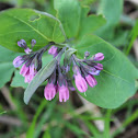 Virginia bluebell