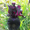 Crimson Red Bearded Iris -Honky Tonk Blues