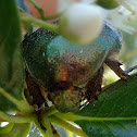 Rose chafer