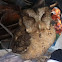 Oriental Scops Owl
