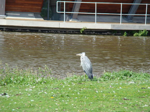 Spotting Image 1