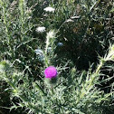 Milk Thistle