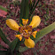 Yellow walking iris