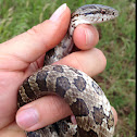 Prairie Kingsnake