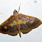 Crambidae