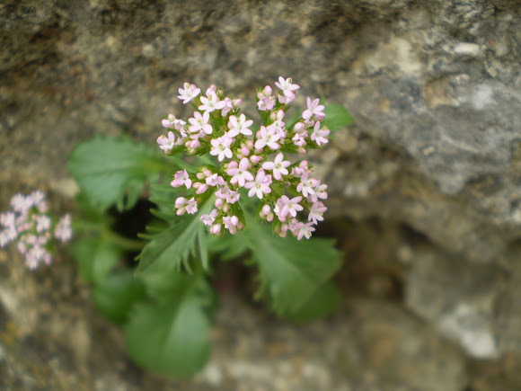 Spotting Image 1