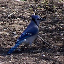 Blue jay