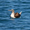 Blue-footed Booby