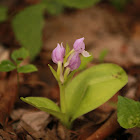Showy Orchis