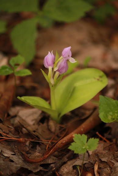 Spotting Image 1