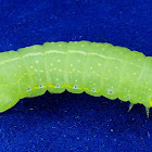Amphipyra pyramidoides