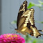 Giant Swallowtail