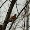 American Robin