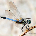 Blue Dasher Dragonfly