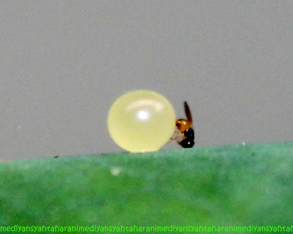Spotting Image 1