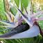 Giant White Bird of Paradise