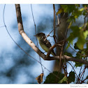 Eastern Phoebe