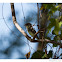 Eastern Phoebe