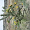 Walking Stick Cactus