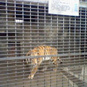Bengal Tiger