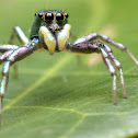 Jumping Spider